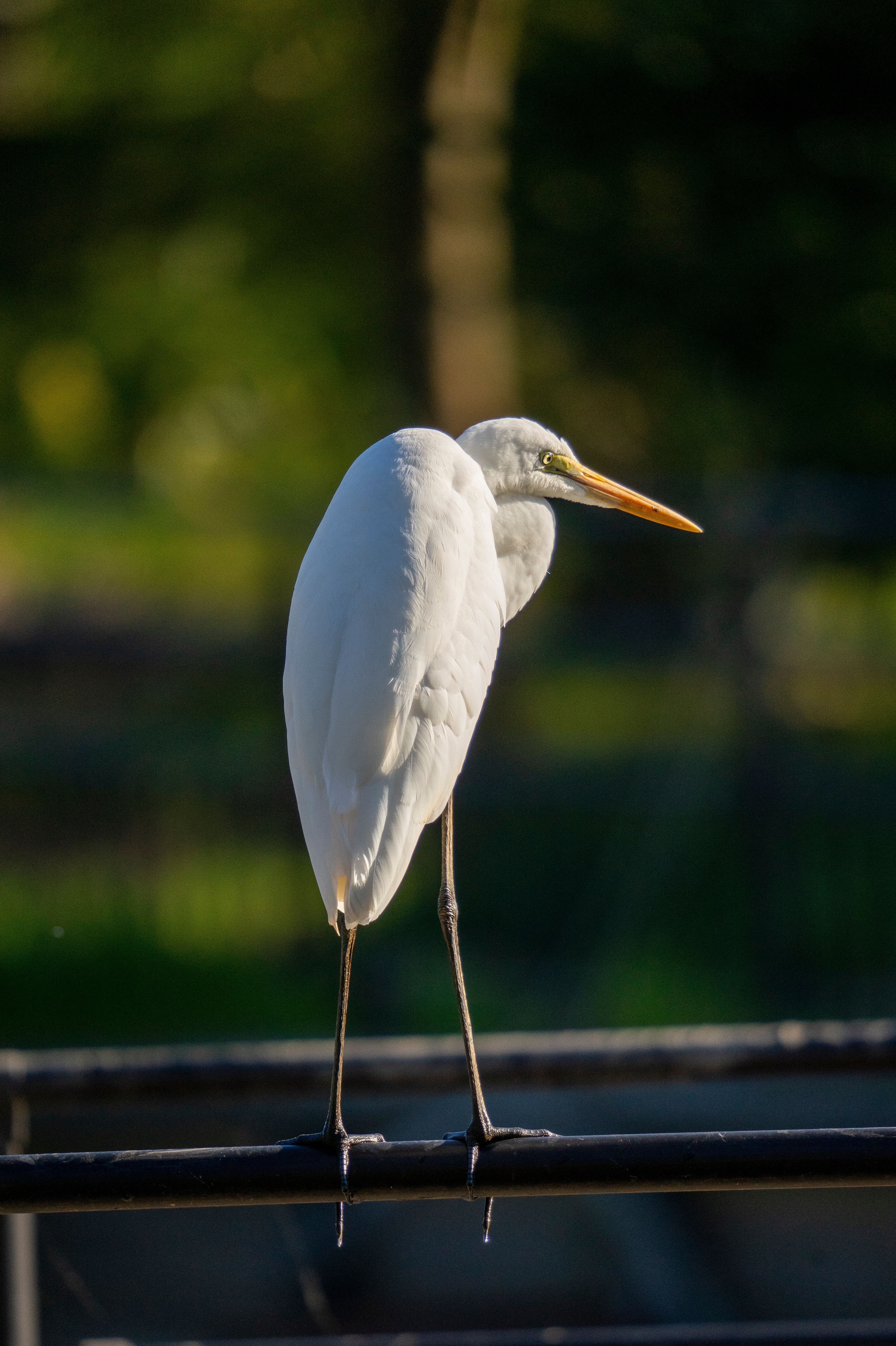 Heron Perching on Railing · Free Stock Photo