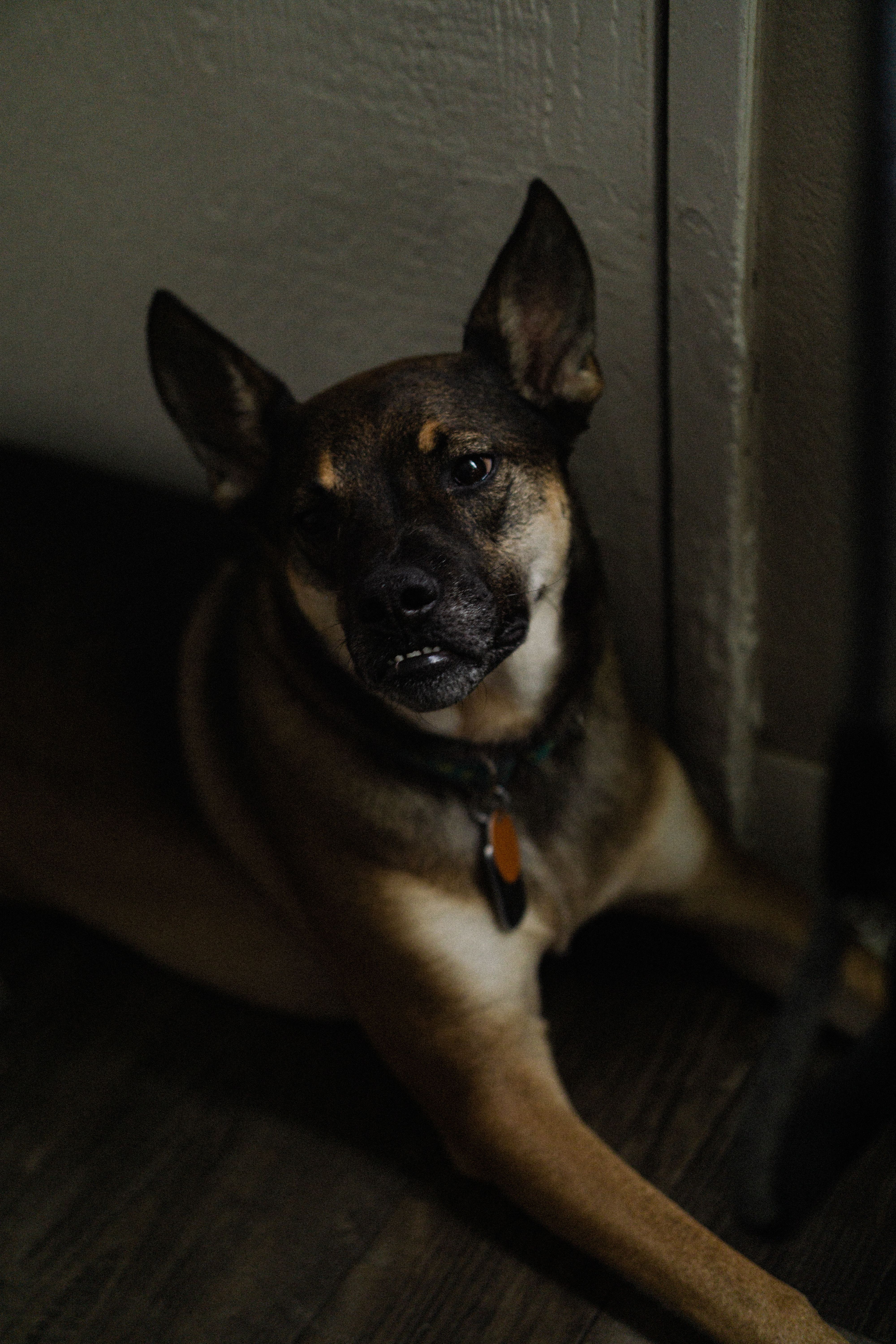 A close-up portrait of a mixed-breed dog lying down indoors, showcasing its facial expressions.