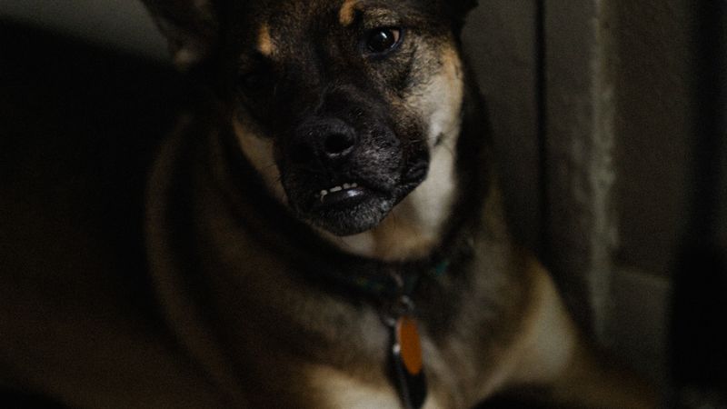 A close-up portrait of a mixed-breed dog lying down indoors, showcasing its facial expressions.