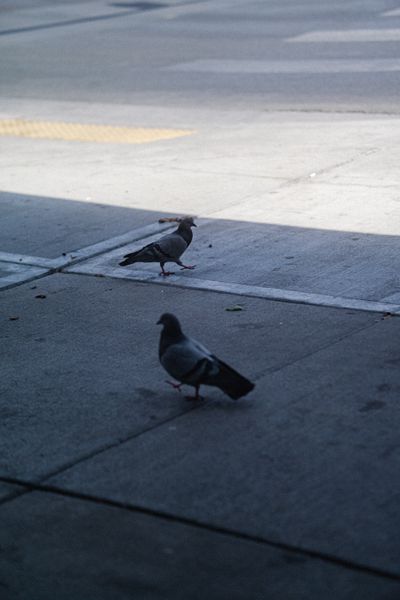 Pigeon