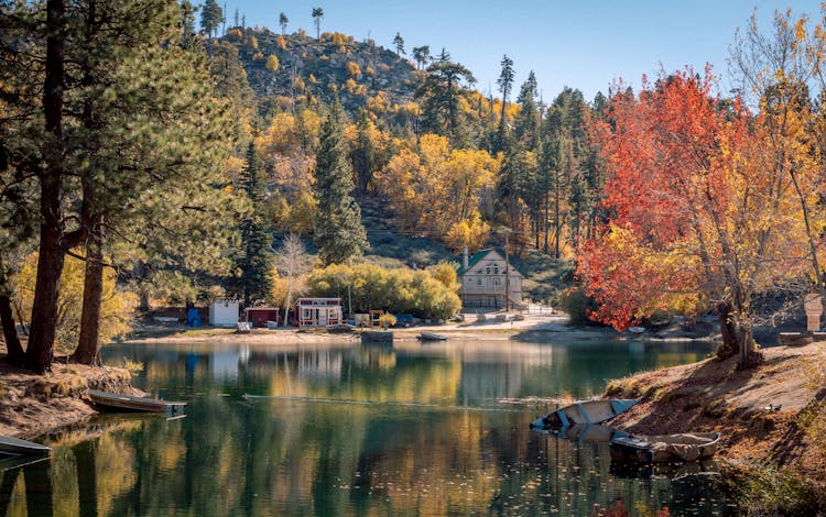 Trees Beside The Lake