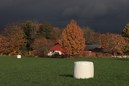 Kostenloses Stock Foto zu bäume, bedeckt, feld