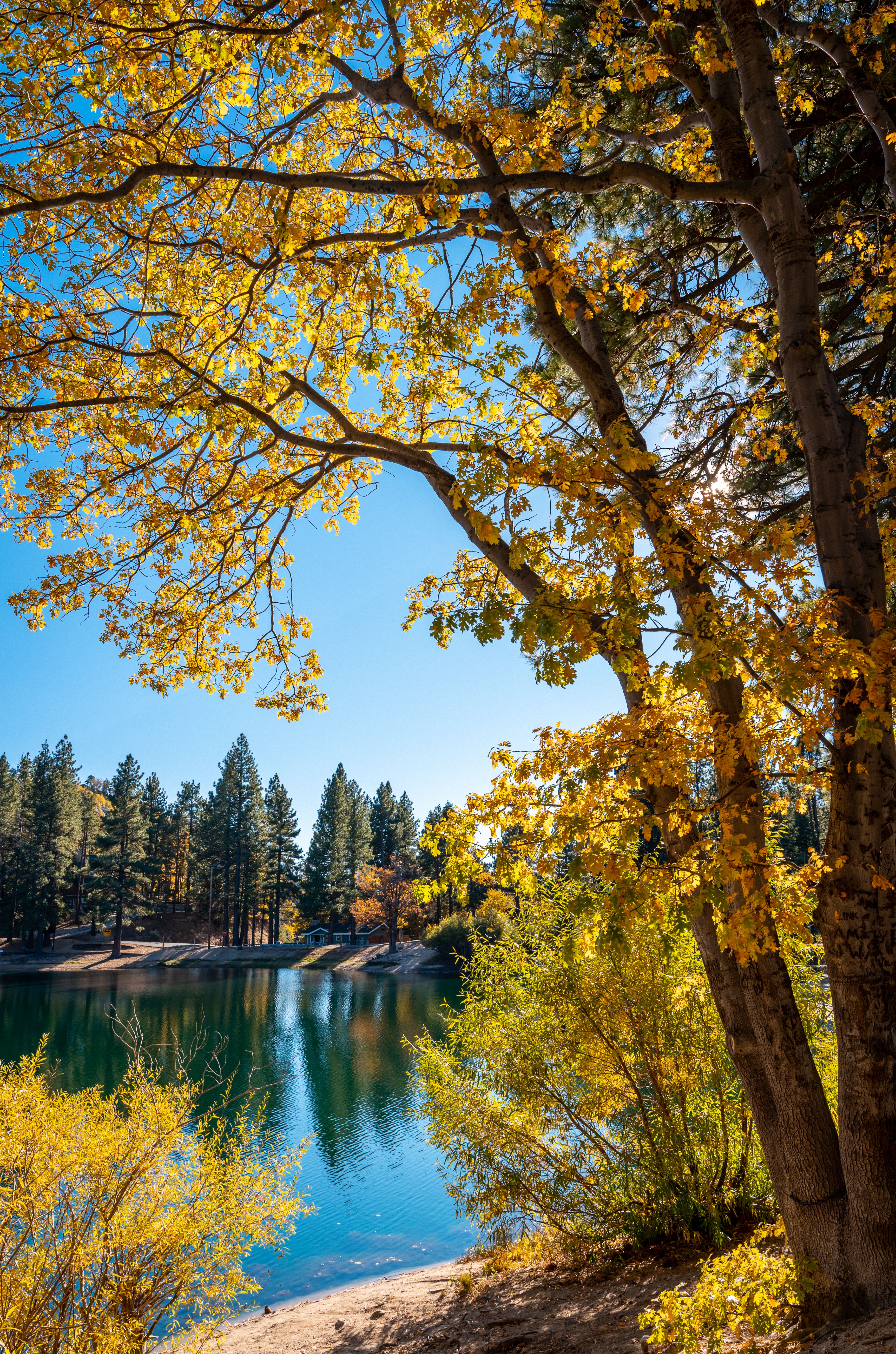 A Set of Green Trees Near Body of Water · Free Stock Photo
