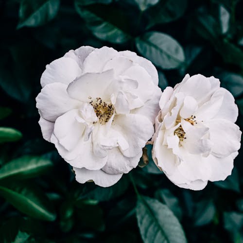 Gratuit Imagine de stoc gratuită din floare, floare frumoasa, frumos Fotografie de stoc