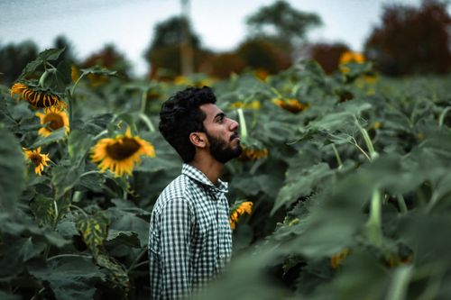 Free Sunflower field Stock Photo