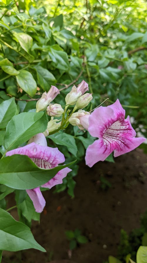 Free stock photo of ayurvedic, beautiful flower, dark green leaves