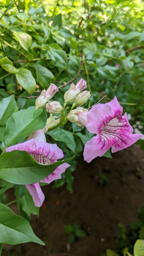 Free stock photo of ayurvedic, beautiful flower, dark green leaves Stock Photo