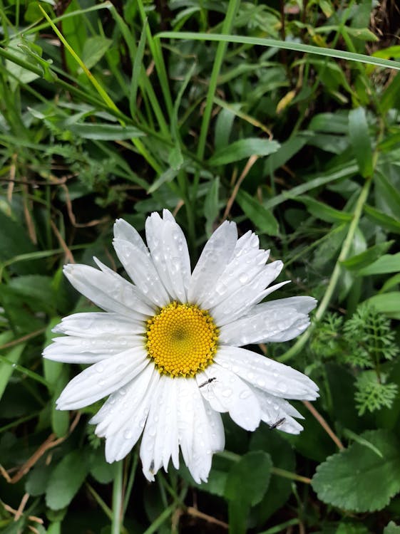 Kostenloses Stock Foto zu dunkelgrüne blätter, schöne blume, sonnenblumen