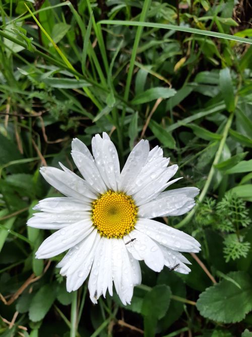 Free stock photo of beautiful flower, dark green leaves, sprinkle Stock Photo