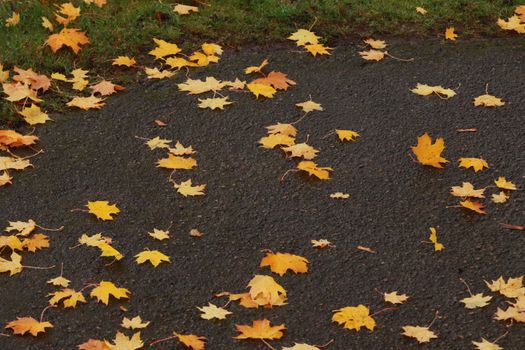 Colorful fallen leaves scattered on a dark, wet pavement, embodying the essence of autumn.