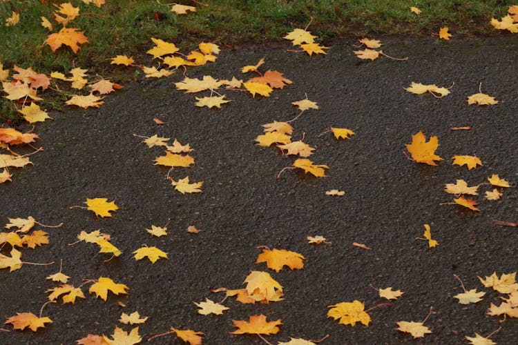 Yellow Leaves On The Ground