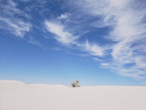 Immagine gratuita di arido, cespuglio, deserto