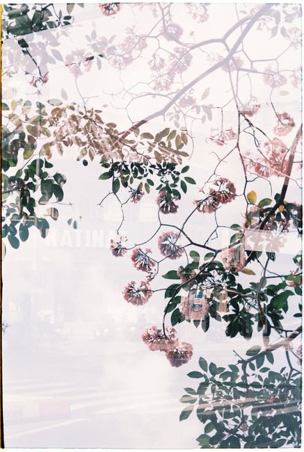 A creative double exposure image shows blooming tree branches intertwined with transparent layers, offering a unique perspective.