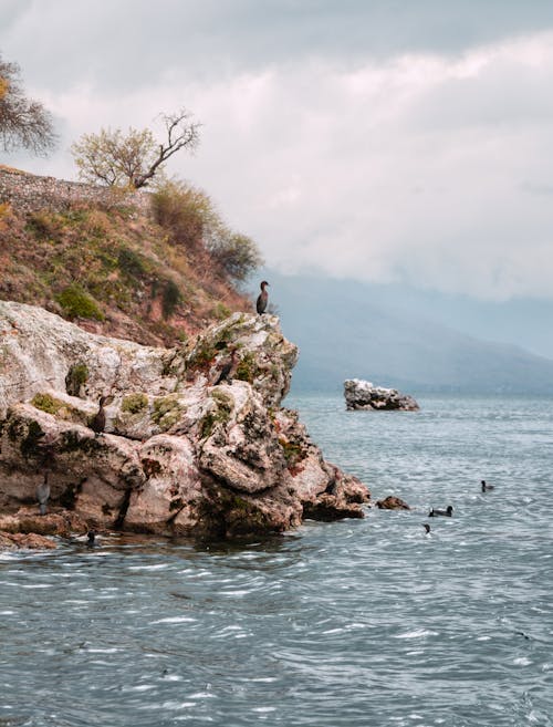 Birds Perched on Rock Formation Near Body of Water