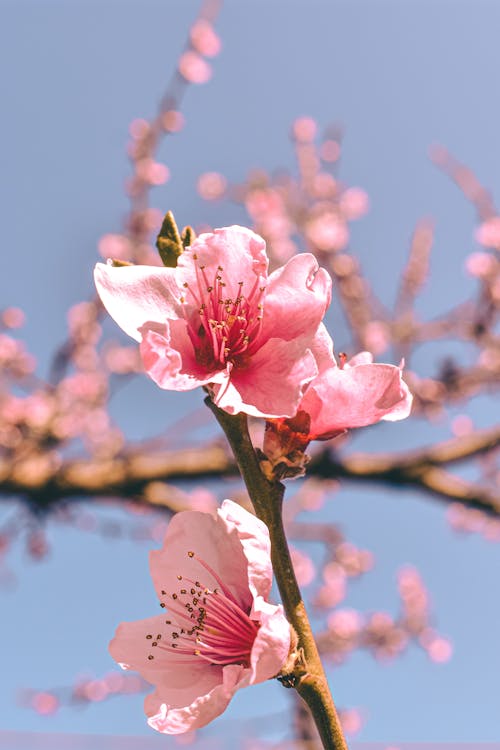 Gratis stockfoto met bloeien, bloem fotografie, detailopname