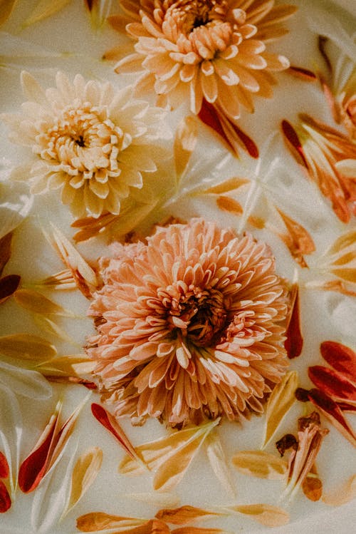 Gratis lagerfoto af blomster, dekoration, komposition Lagerfoto