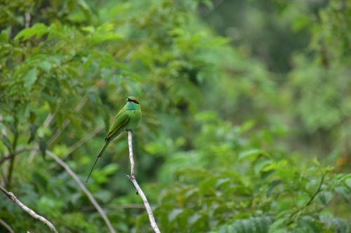 Free A stunning green bee-eater perched on a branch amidst dense greenery, showcasing wildlife photography. Stock Photo