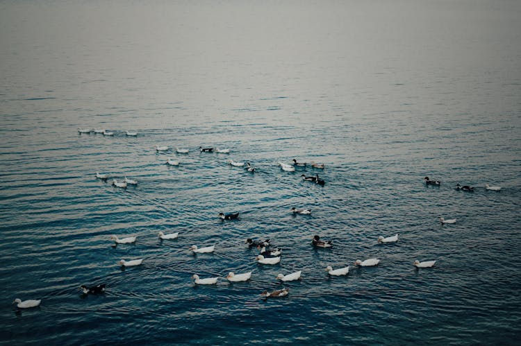 Waddling Of Ducks Floating On The Lake