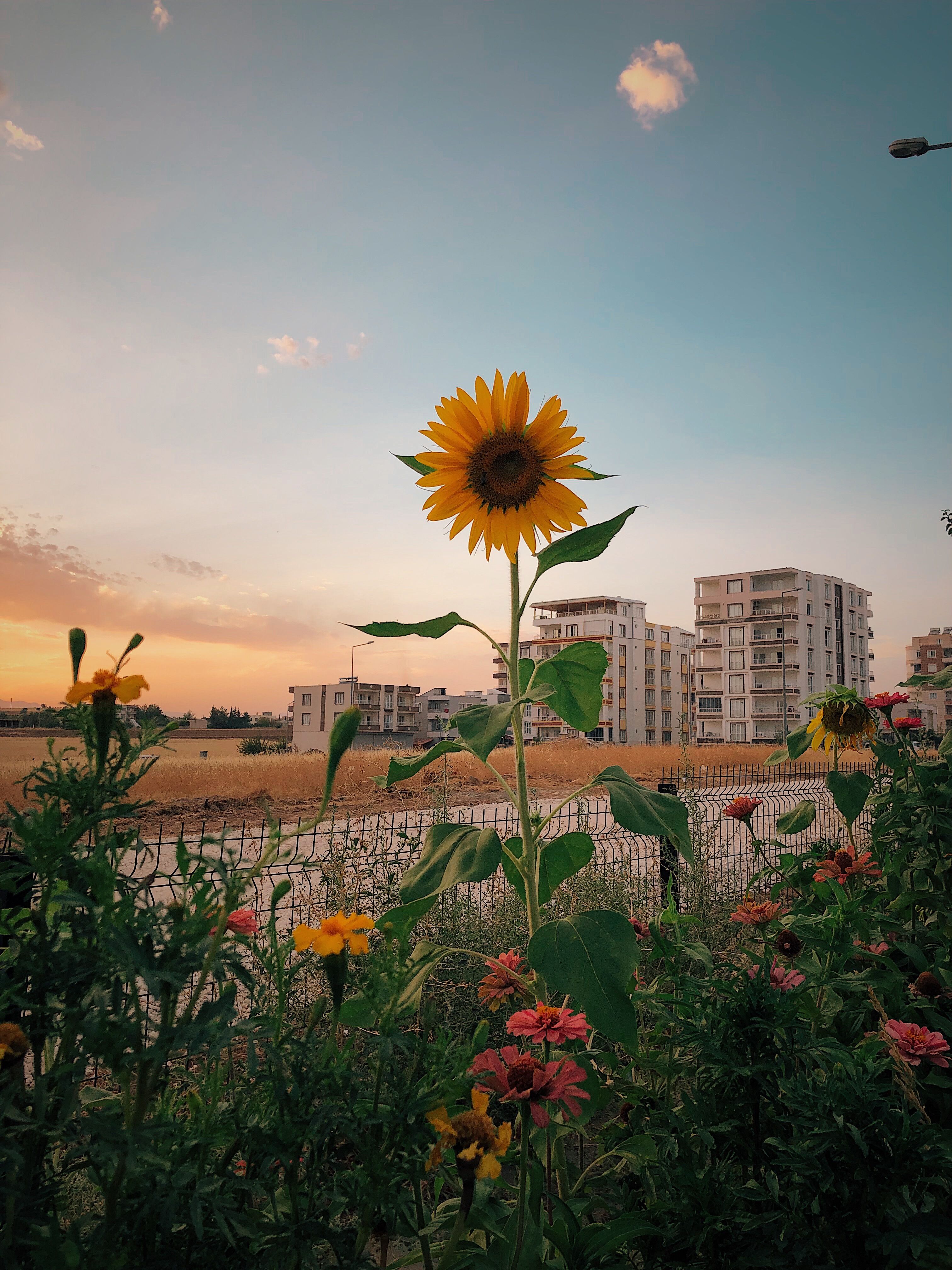 Sunflower Rise Photos, Download The BEST Free Sunflower Rise Stock ...
