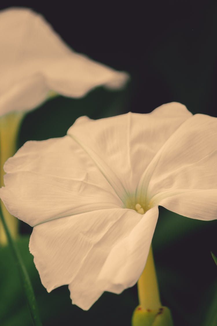 Close Up Of White Flower