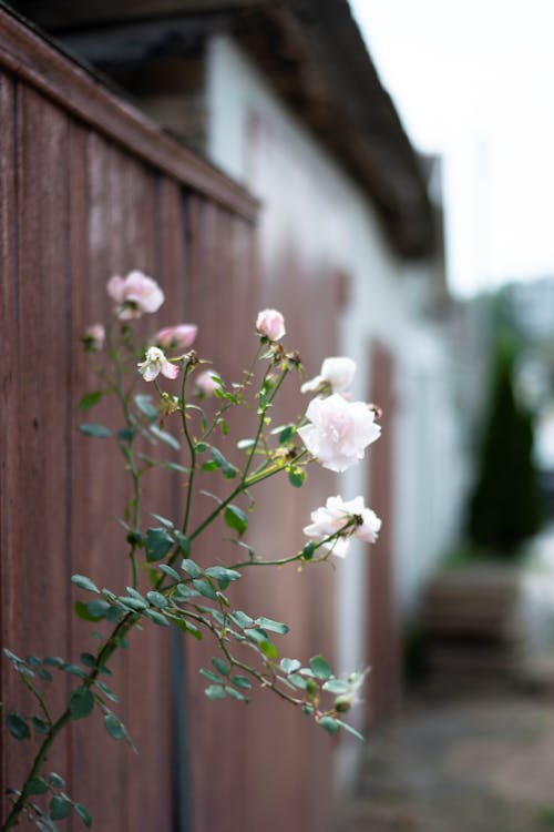 Roses in Bloom