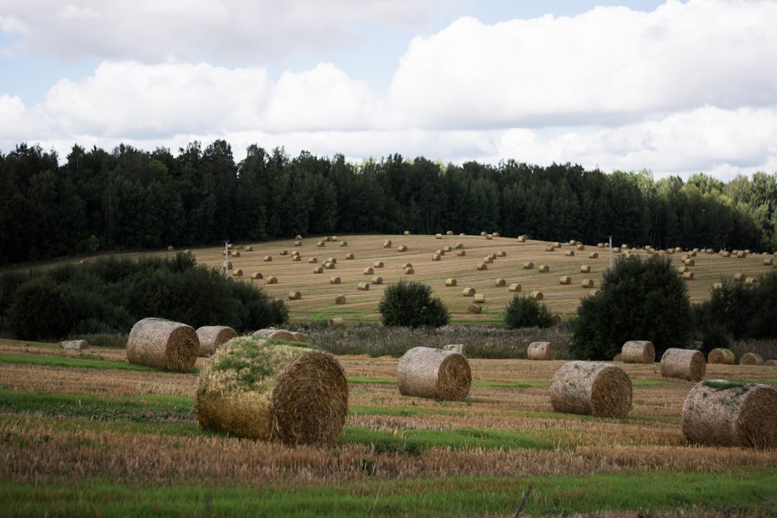 Free Brown Hays on Brown Field Stock Photo