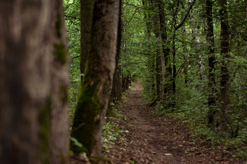 Photos gratuites de arbres verts, bois, chemin en forêt