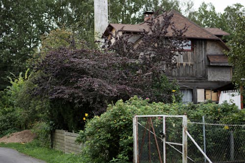 Gratis stockfoto met bomen, herenhuis, houten