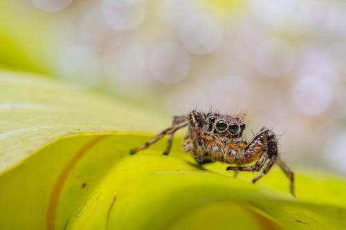 背景のボケ味を持つ緑の葉にかわいい目ハエトリグモ