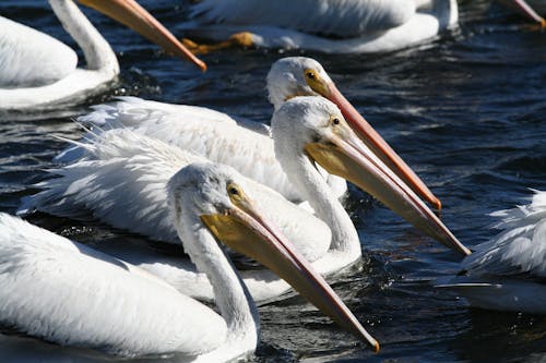 бесплатная Бесплатное стоковое фото с водоплавающие птицы, клювы, пеликанообразные Стоковое фото