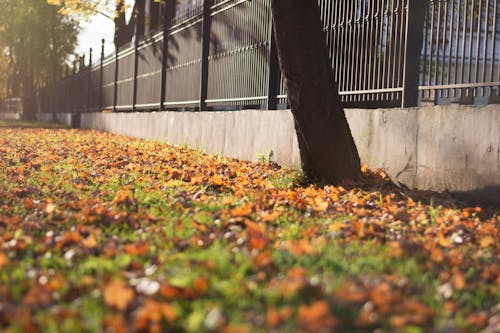 간, 나뭇잎, 벽의 무료 스톡 사진