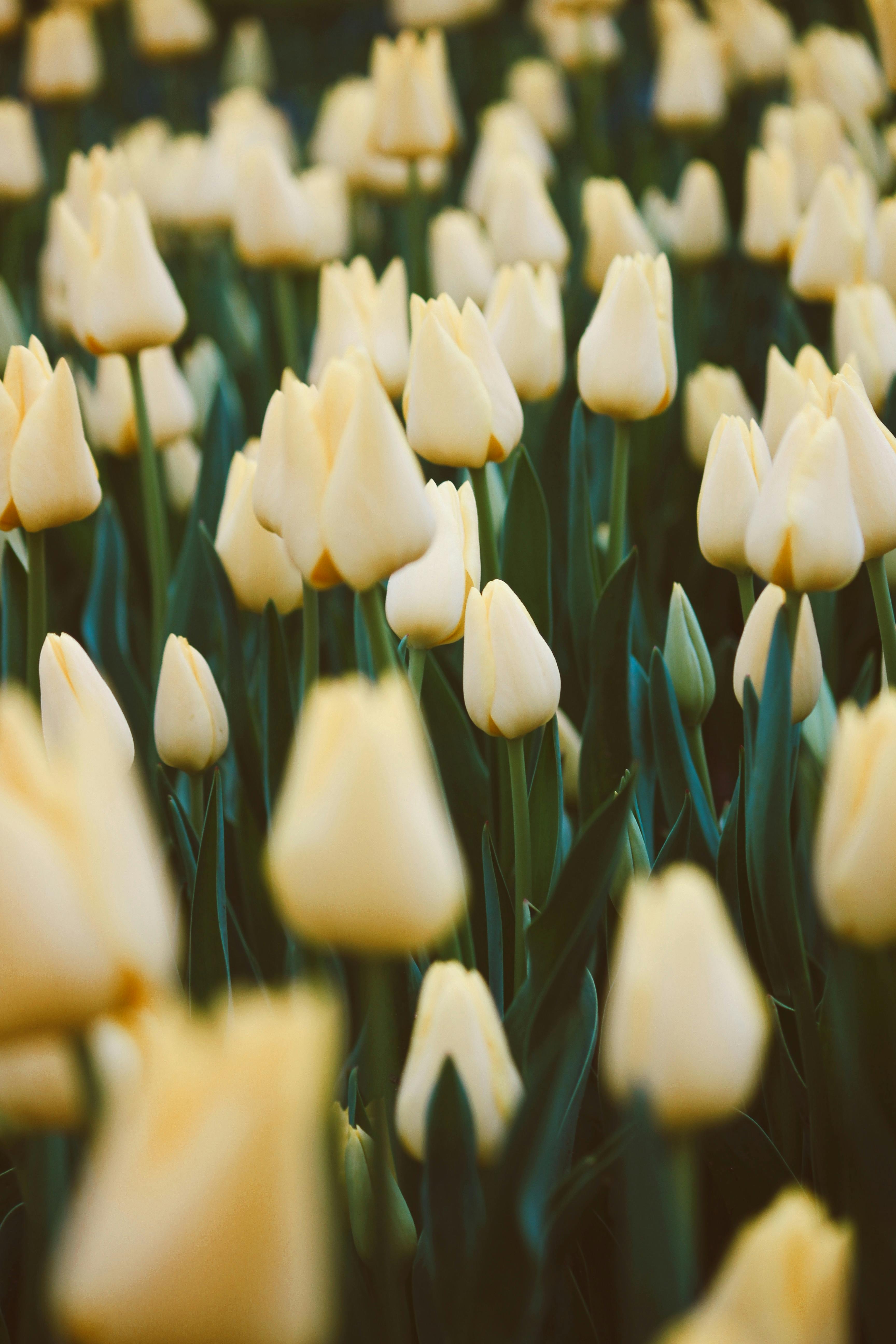 Không gian toàn bộ là màu vàng của những chiếc hoa tulip với nền xanh ngút ngàn sẽ khiến bạn thư giãn và tận hưởng hơi thở của tự nhiên.