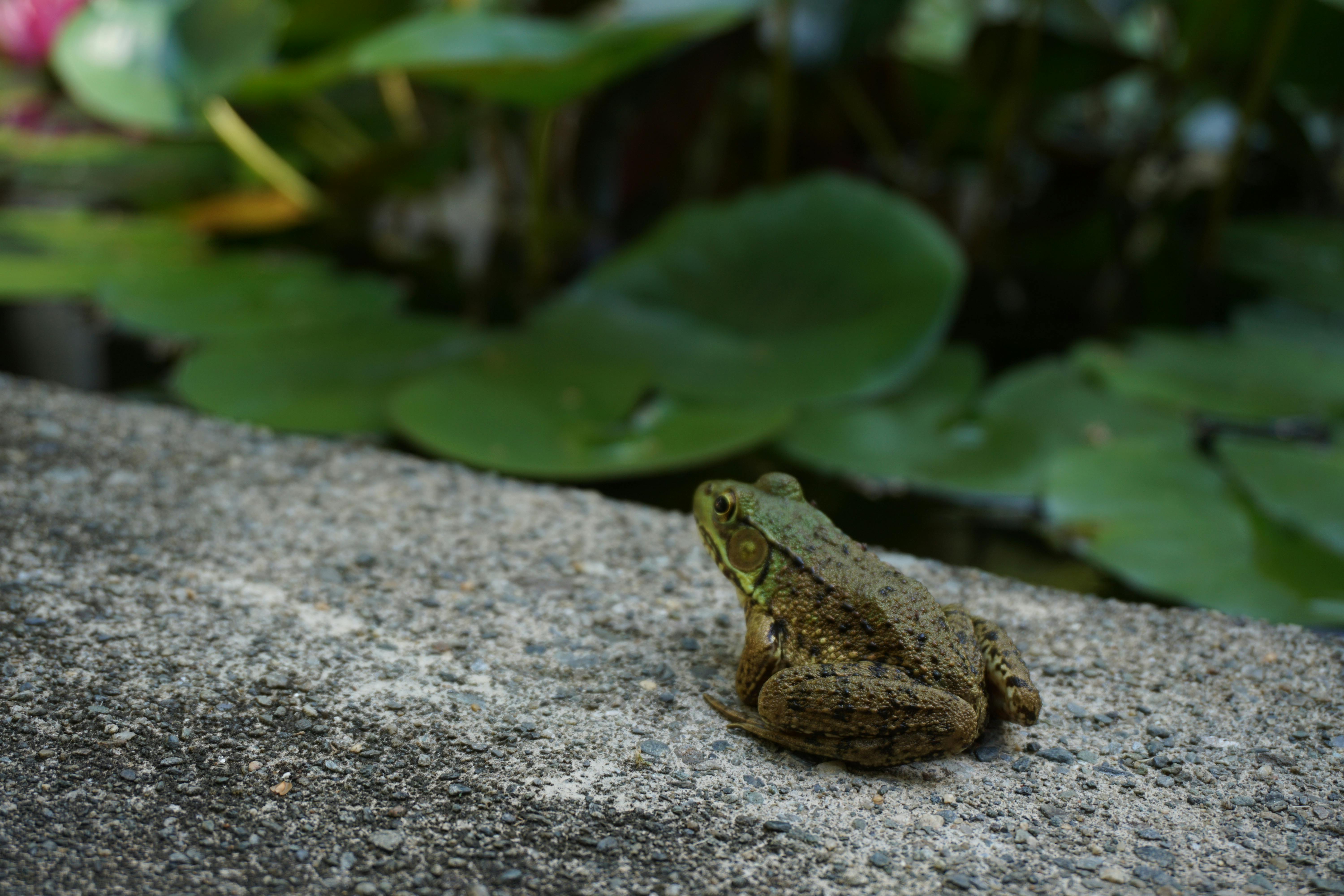 Free stock photo of frog, green frog