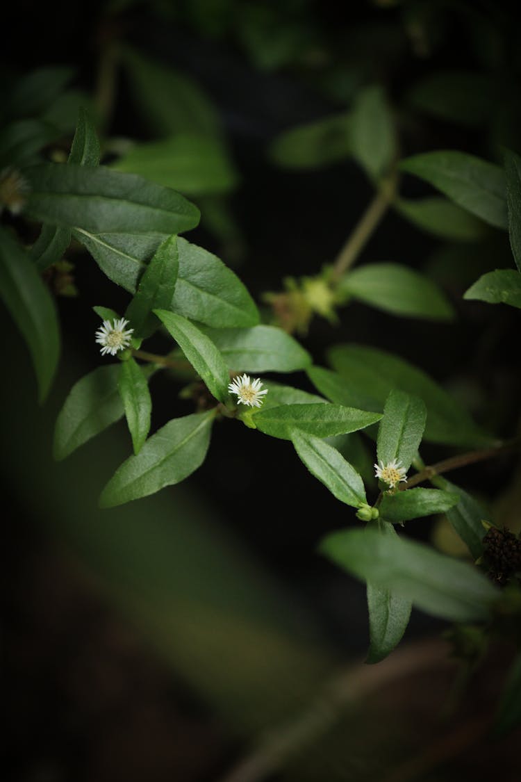 Close Up Photo Of A Plant