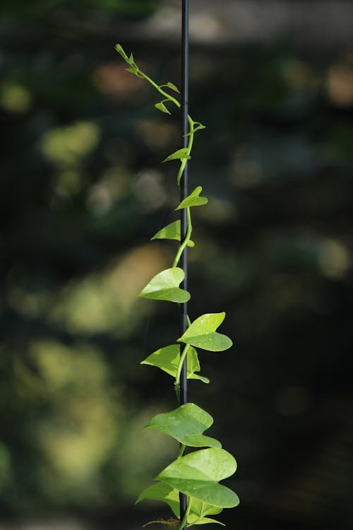 Základová fotografie zdarma na téma bokeh, břečťan, listy