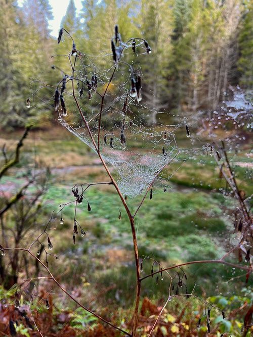Free stock photo of cobweb Stock Photo