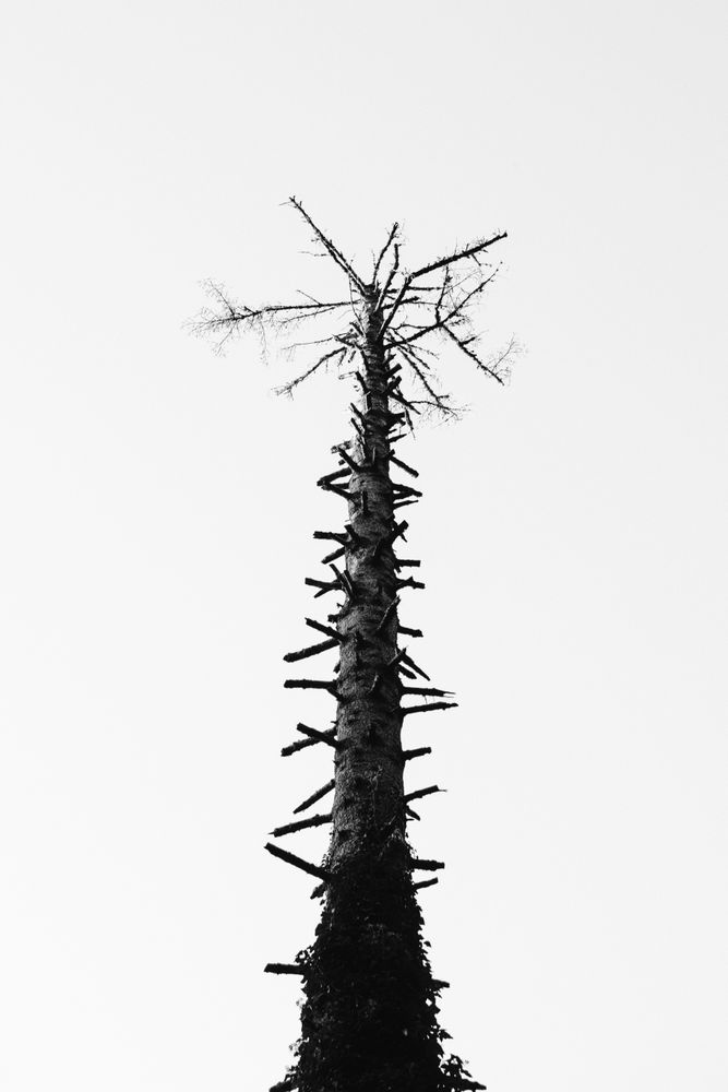Pain Tree Photos, Download The BEST Free Pain Tree Stock Photos & HD Images