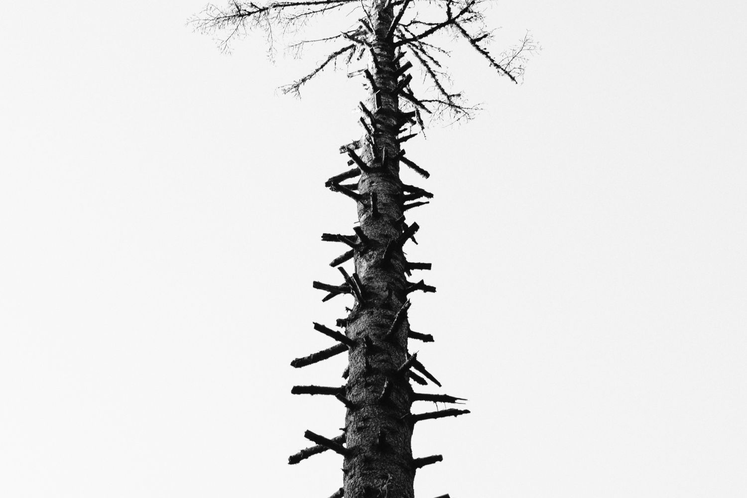 Pain Tree Form Pain Tree Photos, Download The BEST Free Pain Tree Stock Photos & HD Images