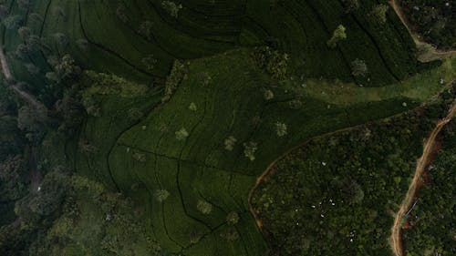 俯視圖, 天性, 無人空拍機 的 免費圖庫相片