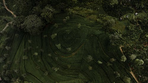 Бесплатное стоковое фото с вид сверху, деревья, зеленый