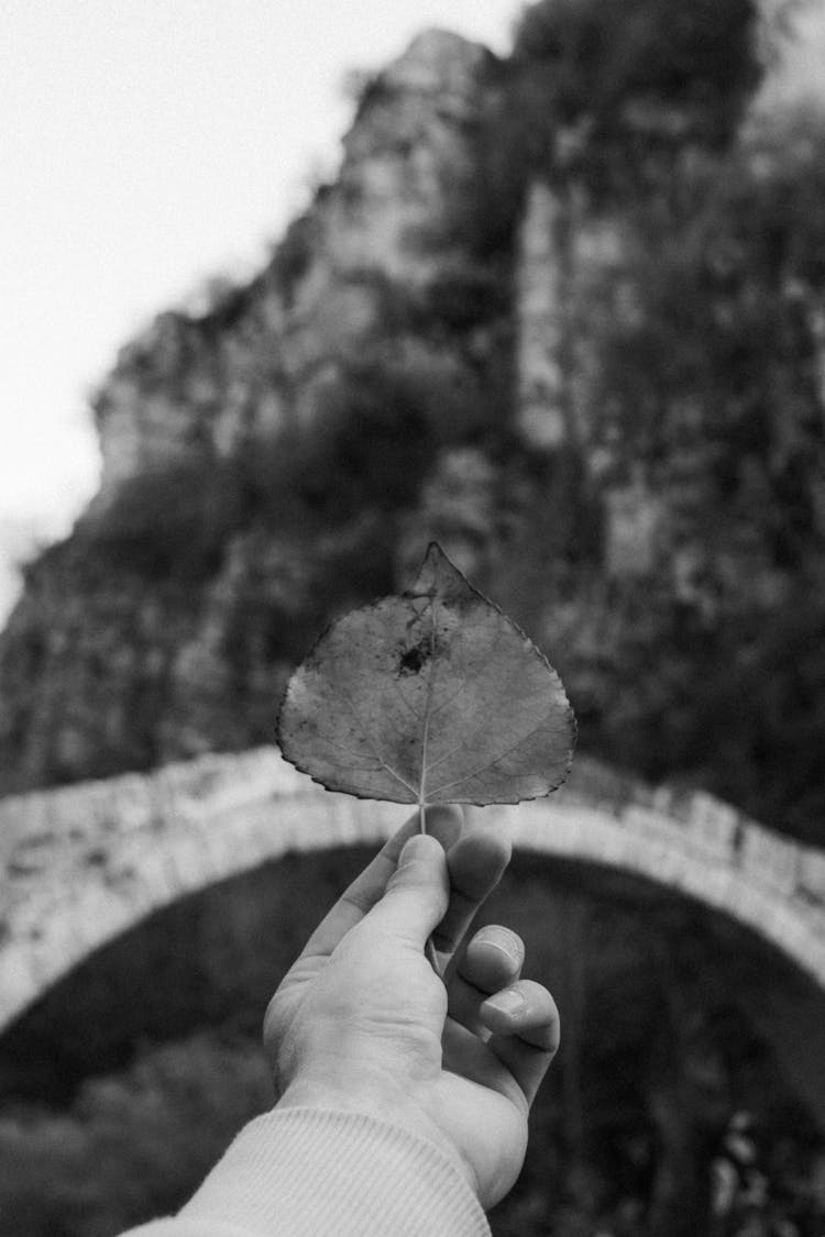 Hand Holding Leaf