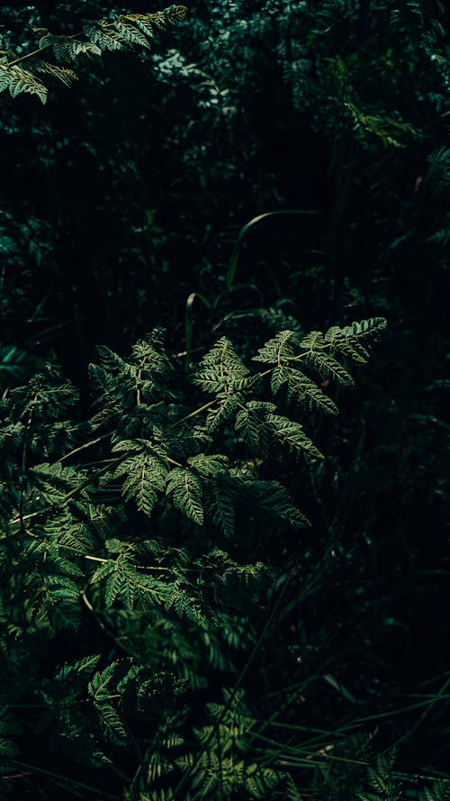 垂直拍摄, 樹葉, 蕨類植物 的 免费素材图片