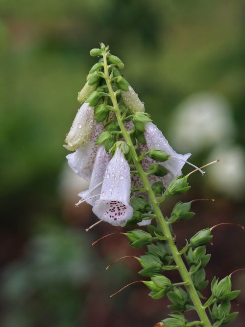Free Detailed shot of foxglove flowers with morning dew, highlighting nature's beauty in spring. Stock Photo