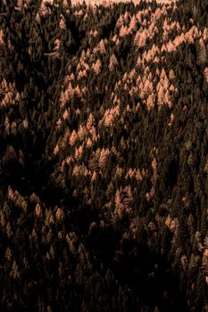 A breathtaking aerial shot capturing a dense, vibrant pine forest, showcasing nature's intricacy.