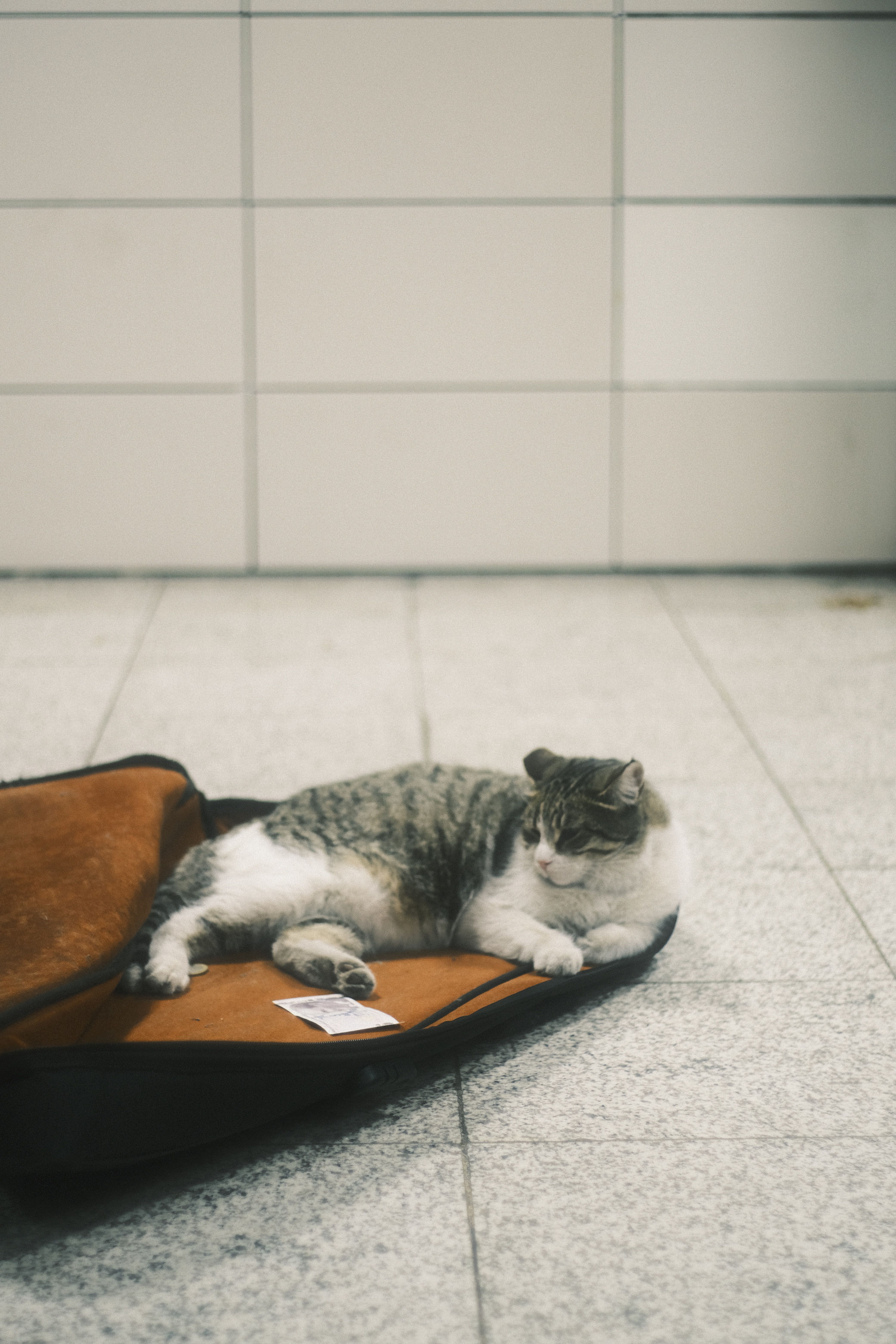 A cozy cat lounging in a guitar case on tiled subway floor, adding charm to an urban setting.