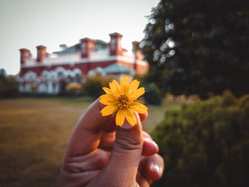 Free A vibrant yellow flower held in hand with a historic building in the backdrop. Stock Photo