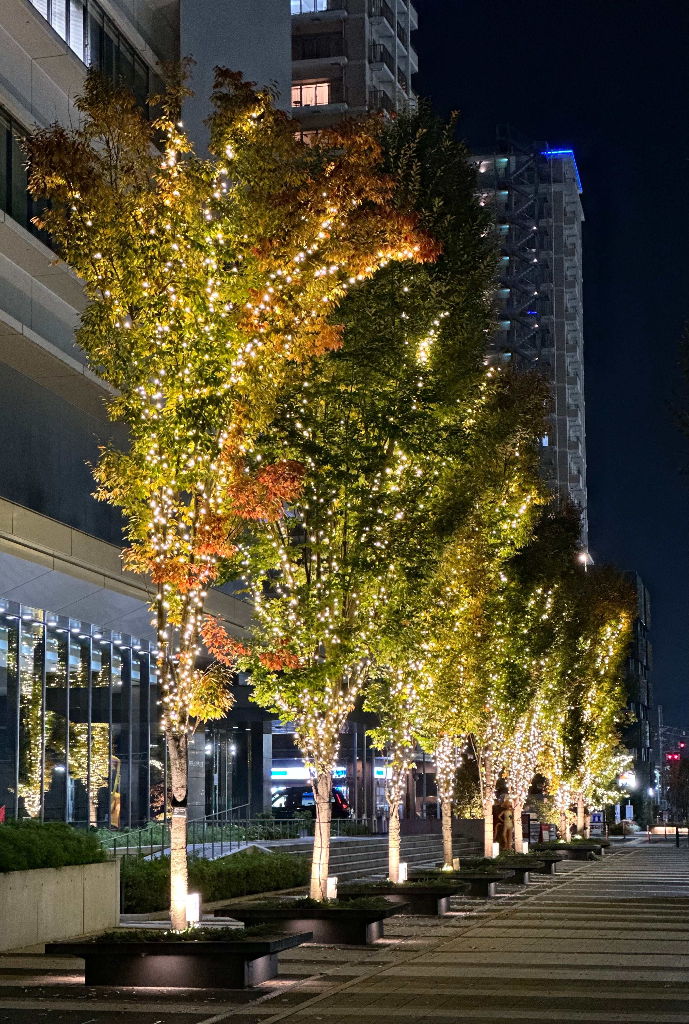 Illuminated Trees at a Park · Free Stock Photo