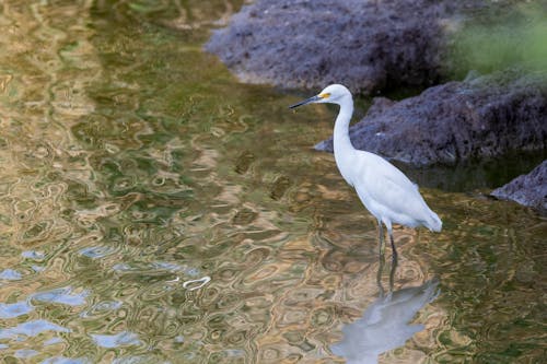 View of a Snowy Egret Standing in the Water