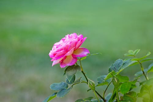 A Pink Rose in Close-Up Photography