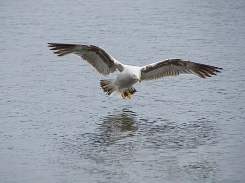 Free A seagull gracefully gliding over a calm water surface, capturing the essence of natural flight. Stock Photo